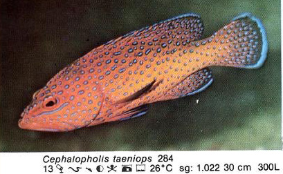 Cephalopholis taeniops
